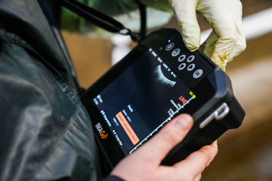 ImaGo Flex Veteriner Ultrason Cihazı - Görsel 3